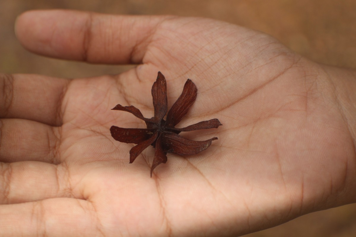 Berrya cordifolia (Willd.) Burret